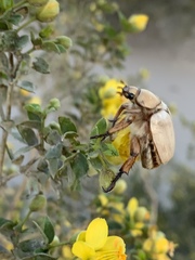 Pseudocotalpa giulianii