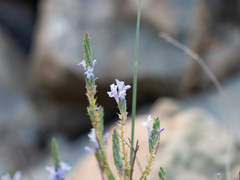 Lavandula subnuda