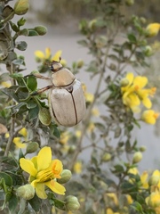 Pseudocotalpa giulianii