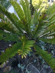 Encephalartos natalensis