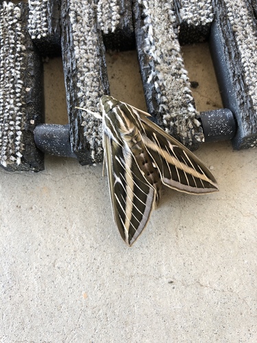 iNaturalist observation photo of White-lined Sphinx