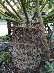 Encephalartos natalensis