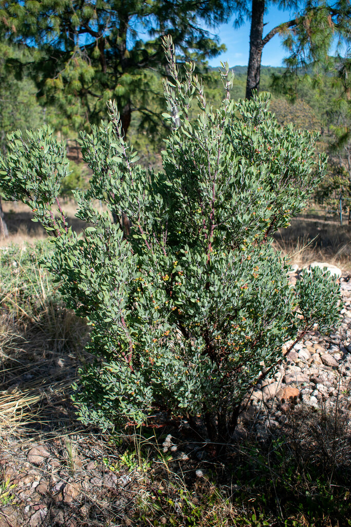 pointleaf manzanita from 34985 La Guajolota, Dgo., México on February ...