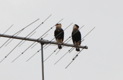 Caracara plancus