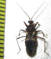 Neotrichedocla