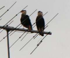 Caracara plancus