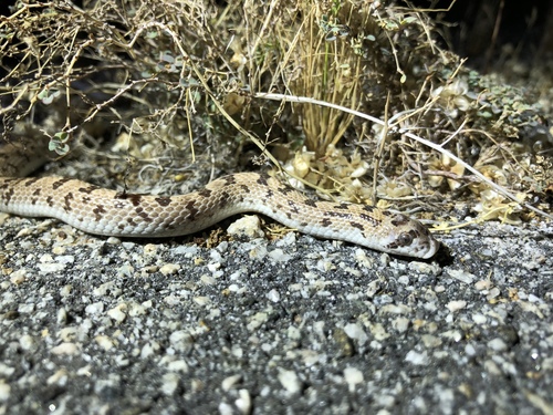 iNaturalist observation photo of Western Leaf-nosed Snake