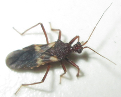 Neotrichedocla