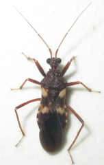 Neotrichedocla