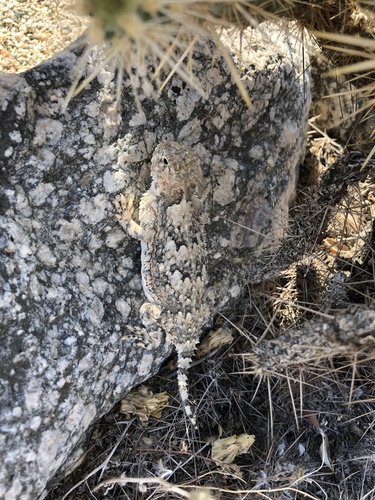 iNaturalist observation photo of Desert Horned Lizard