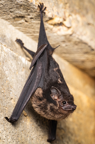 Greater Sac-winged Bat, photo 2 of 10