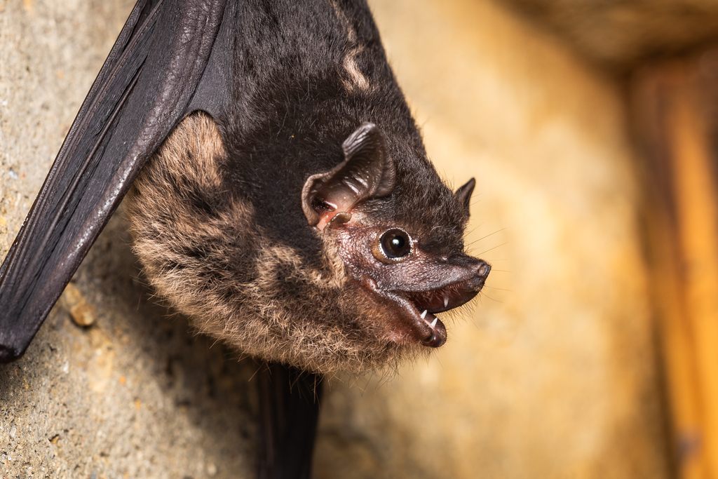 Greater Sac-winged Bat, photo 1 of 10