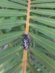 Anoplophora chinensis
