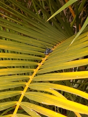 Anoplophora chinensis
