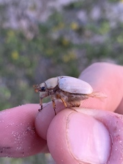Pseudocotalpa giulianii