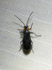 Rhagonycha lineola
