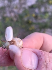 Pseudocotalpa giulianii