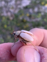 Pseudocotalpa giulianii