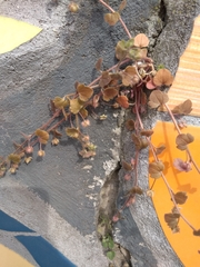 Veronica hederifolia-sublobata-triloba