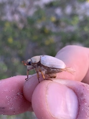 Pseudocotalpa giulianii