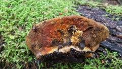 Hypomyces aurantius