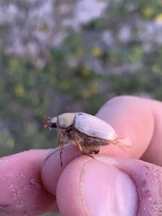 Pseudocotalpa giulianii