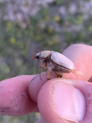 Pseudocotalpa giulianii