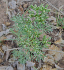 Ammoselinum popei