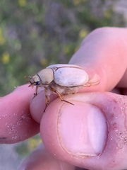 Pseudocotalpa giulianii