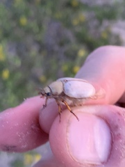 Pseudocotalpa giulianii