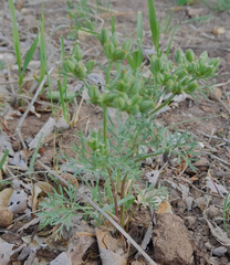 Ammoselinum popei