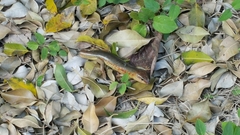 Plestiodon chinensis