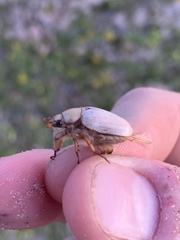Pseudocotalpa giulianii