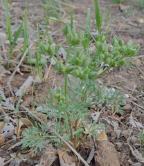 Ammoselinum popei