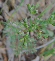 Ammoselinum popei