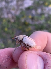 Pseudocotalpa giulianii