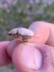 Pseudocotalpa giulianii