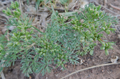 Ammoselinum popei