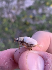 Pseudocotalpa giulianii