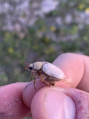 Pseudocotalpa giulianii