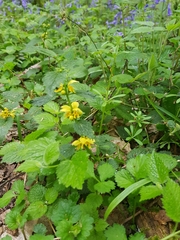Lamium galeobdolon montanum