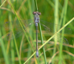 Lestes stultus