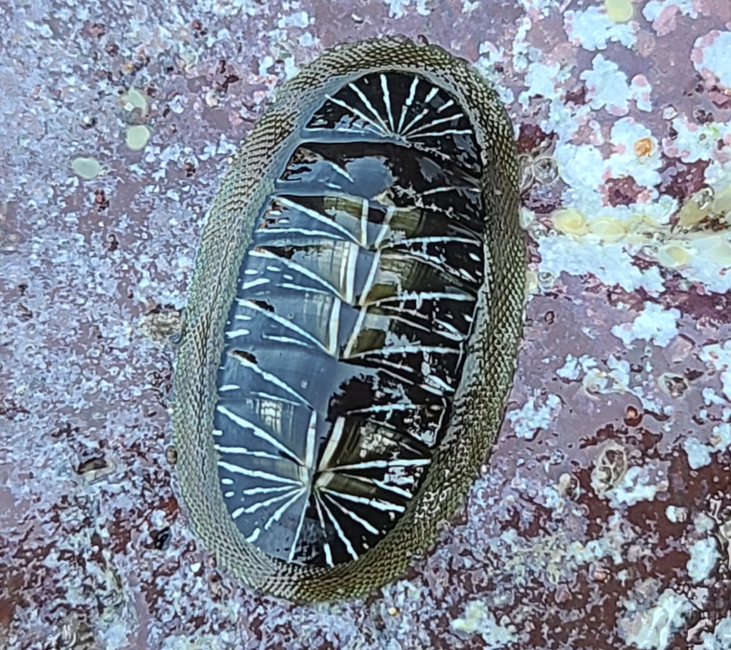 Chiton albolineatus