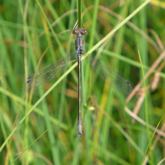 Lestes stultus