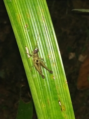 Ommatolampis perspicillata