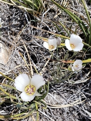 Calochortus ambiguus