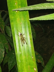 Ommatolampis perspicillata