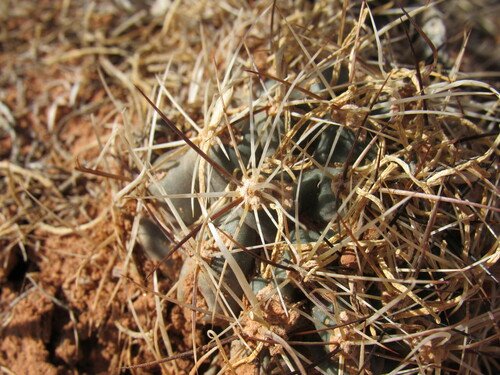 Sclerocactus glaucus