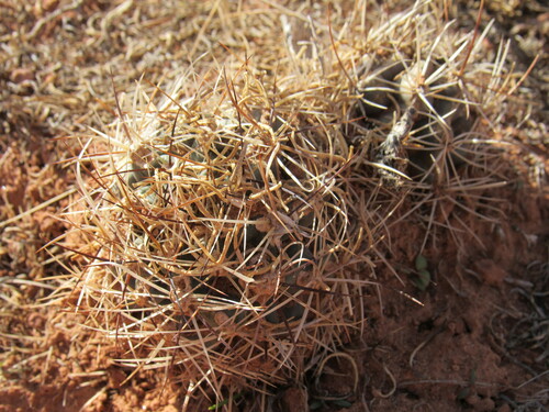 Sclerocactus glaucus