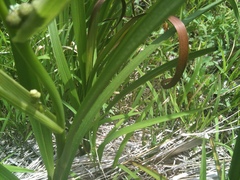 Sparganium androcladum